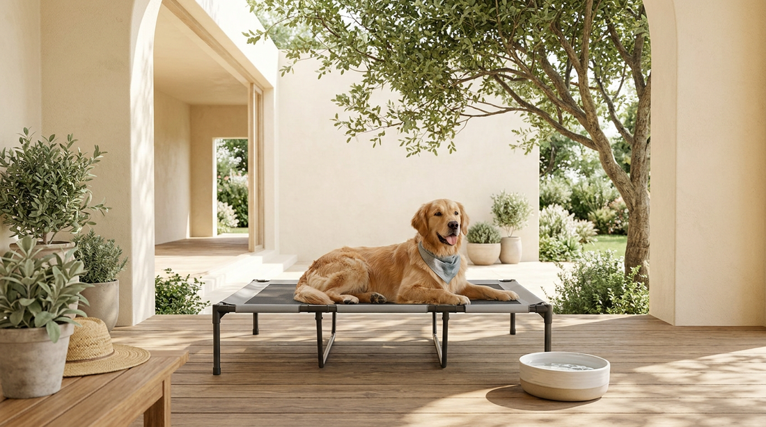 How to Keep Your Pet Cool This Summer